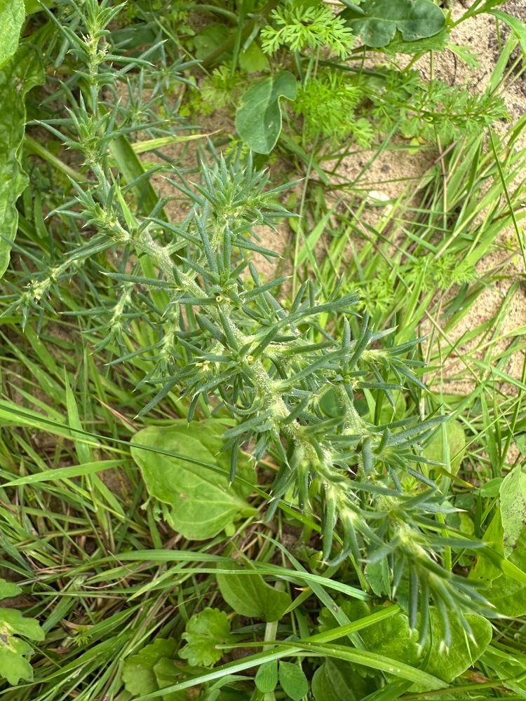 Prickly saltwort 