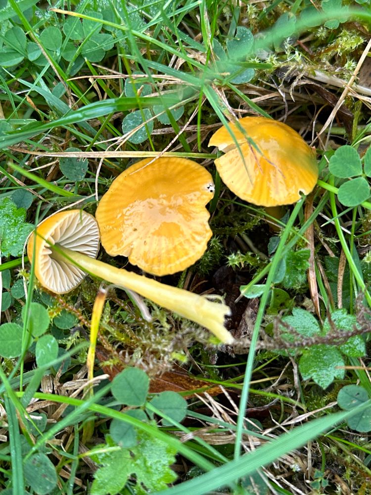 Parrot waxcap 