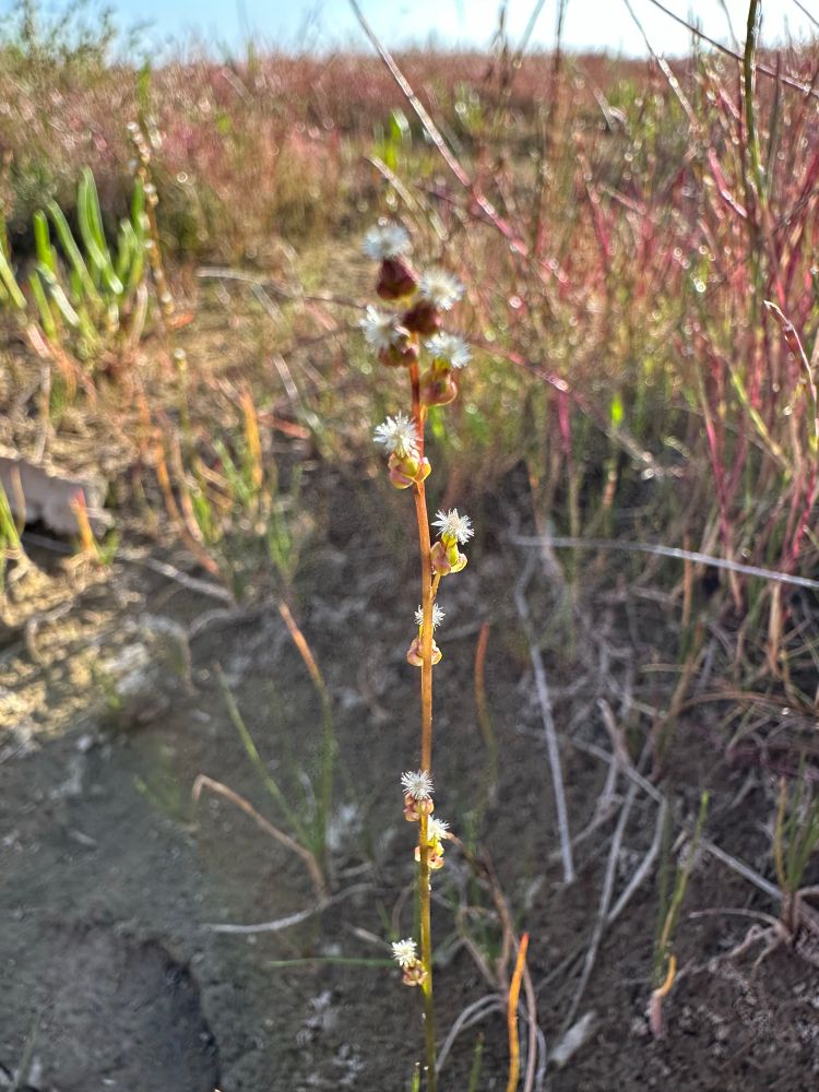Delicate cousin- marsh arrow grass