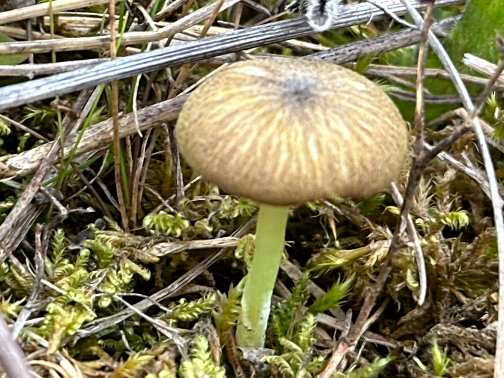 Light brown cap with neon greeny yellow stipe smelling of mouse cages