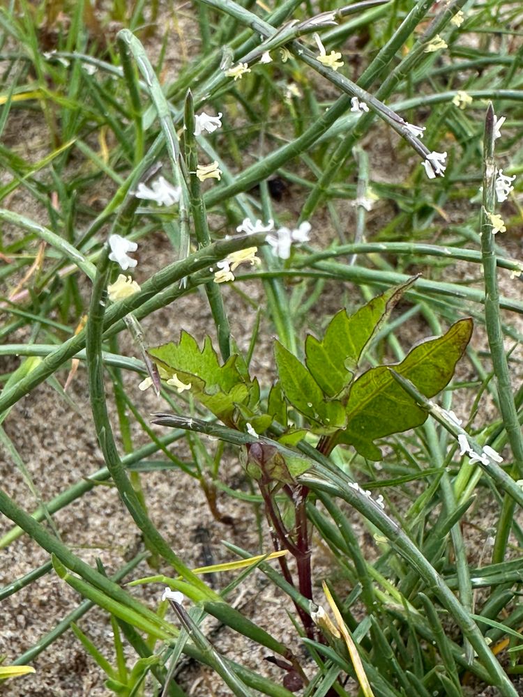 Hard grass