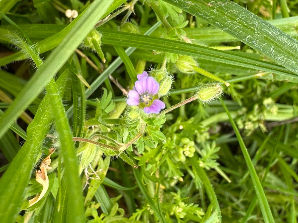 Small flowered cranesbill