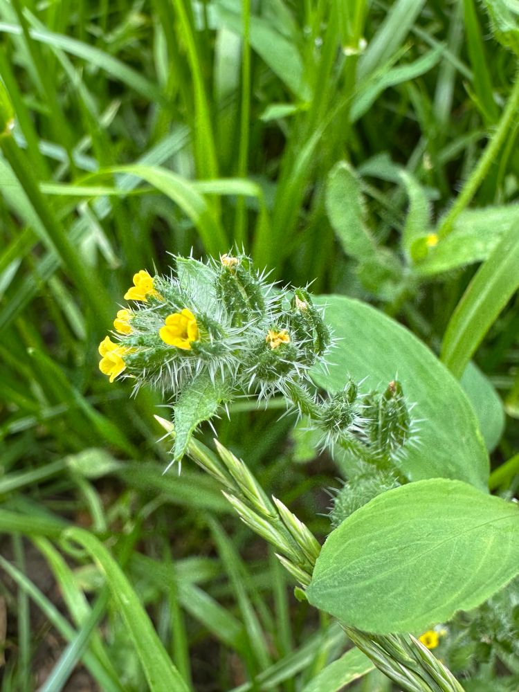 Fiddleneck