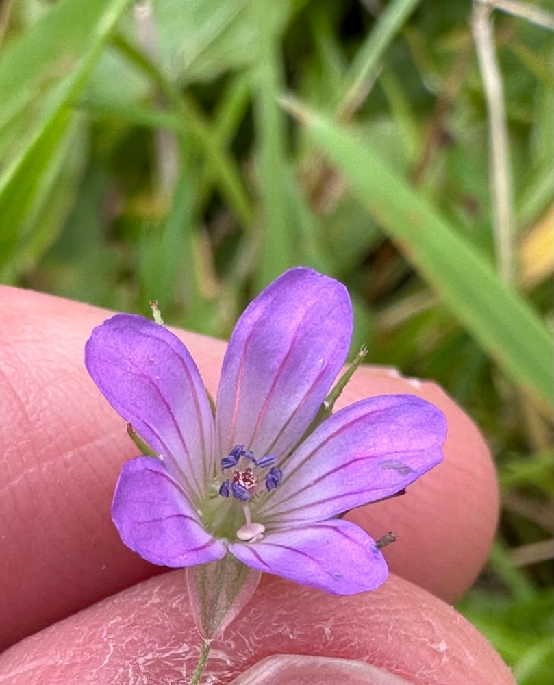 Long stalked cranesbill
