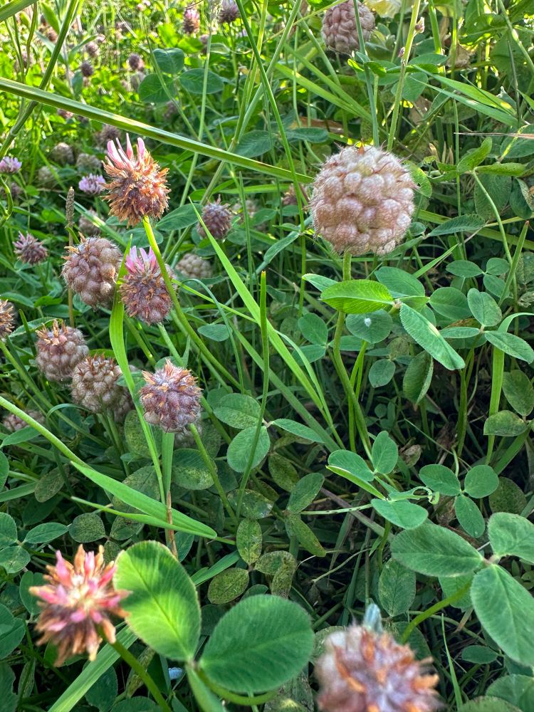 Strawberry clover in flower and fruit