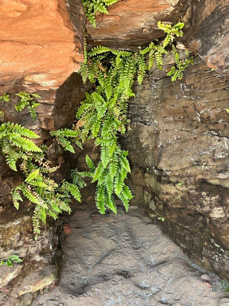 Sea spleenwort