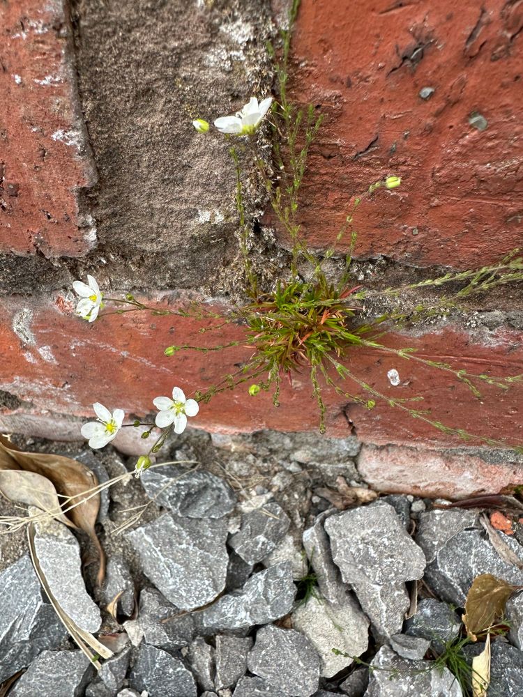 Knotted pearlwort
