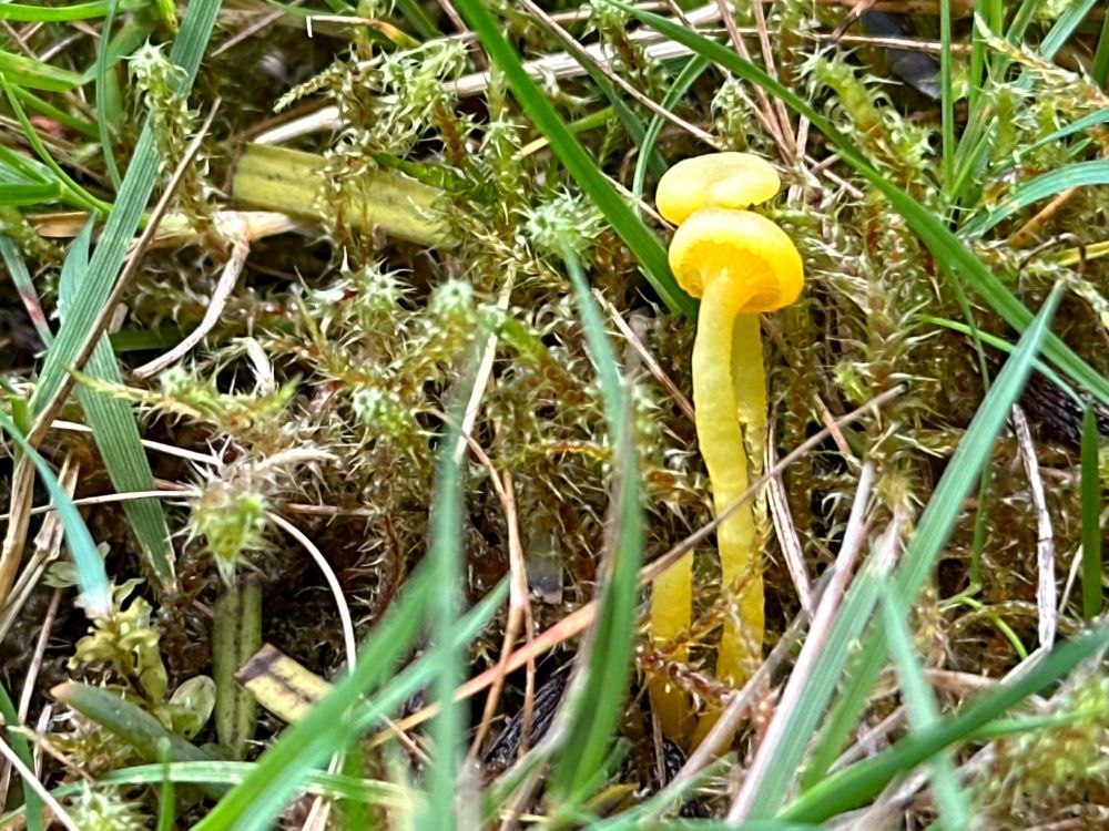 Glistening waxcap
