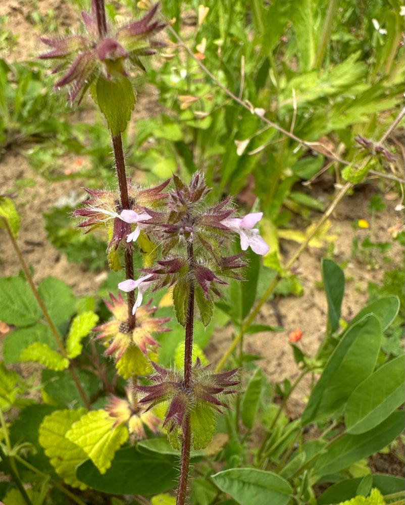 Field woundwort