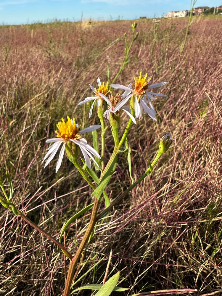 Sea aster