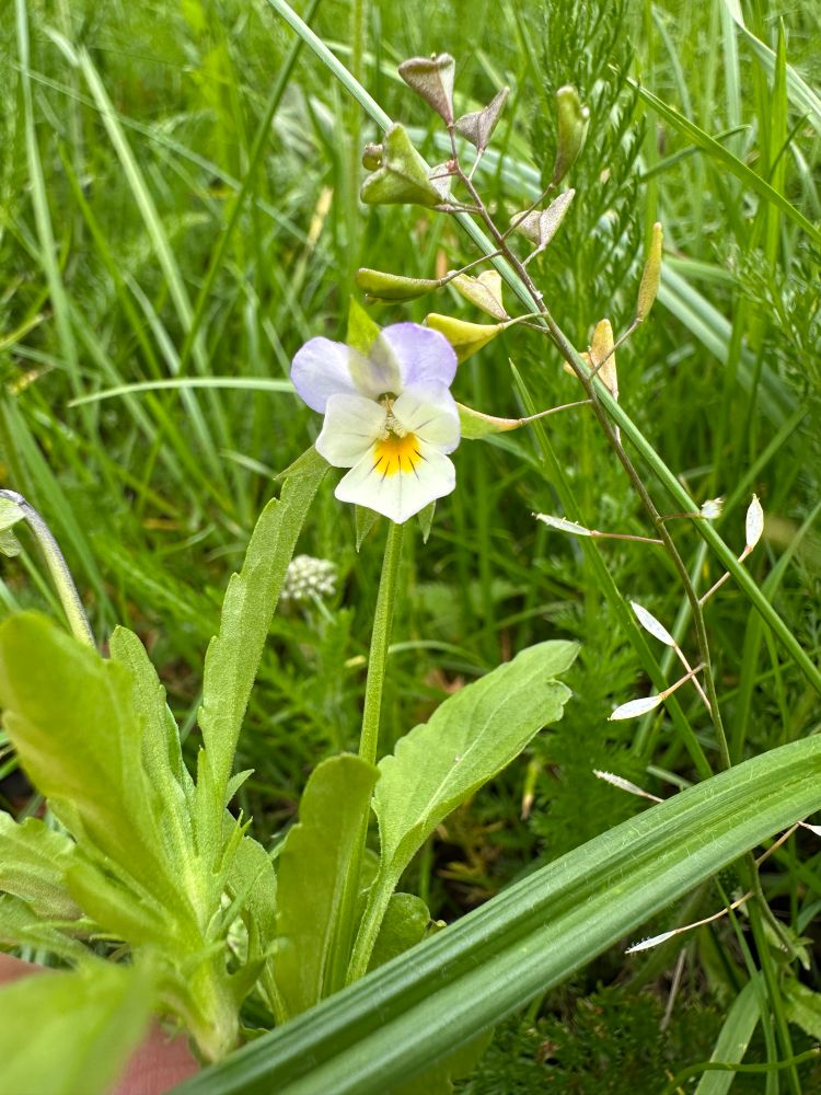 Field pansy