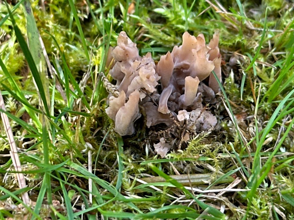 Small grey/rufous coral emerging from moss and short grass