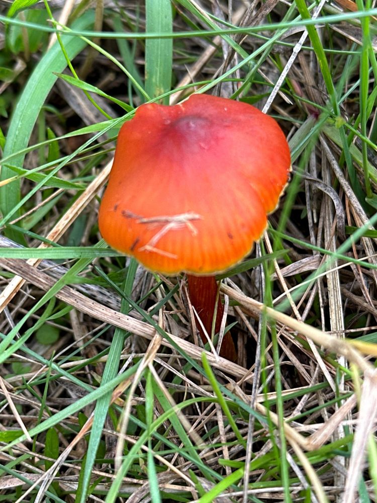 Blackening waxcap