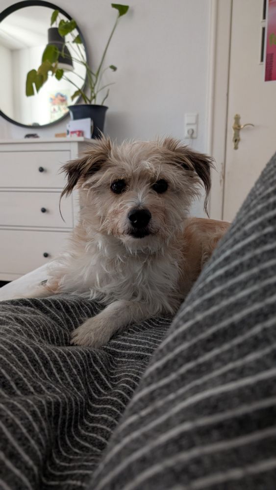 Weiß beiger Hund liegt am Fußende des Bettes und guckt zu mir. Das Fell des Hundes ist an den Beinen und Hals weiß, sonst beige. Die Ohren stehen leicht ab und es hängen von der Ohrenspitze kleine Fell Strähnen herunter. Im Hintergrund eine weiße Kommode vor einer weißen Wand, darauf eine Pflanze und ein großer Spiegel 