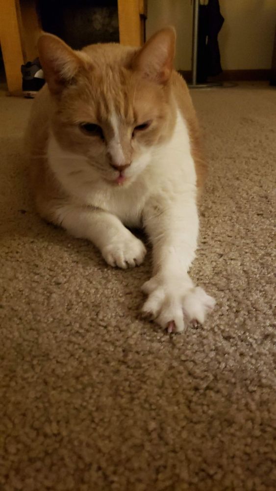 The same dilute orange and white cat with yellow eyes lays on her belly, facing the camera, with one paw extended out with all her claws and toes on display. We call this her goofy grabby gremlin paw