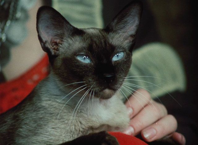 Morgiana, the Siamese cat with her bright blue eyes. (Three fingers are visible on her shoulder as she is being held by a woman.)  