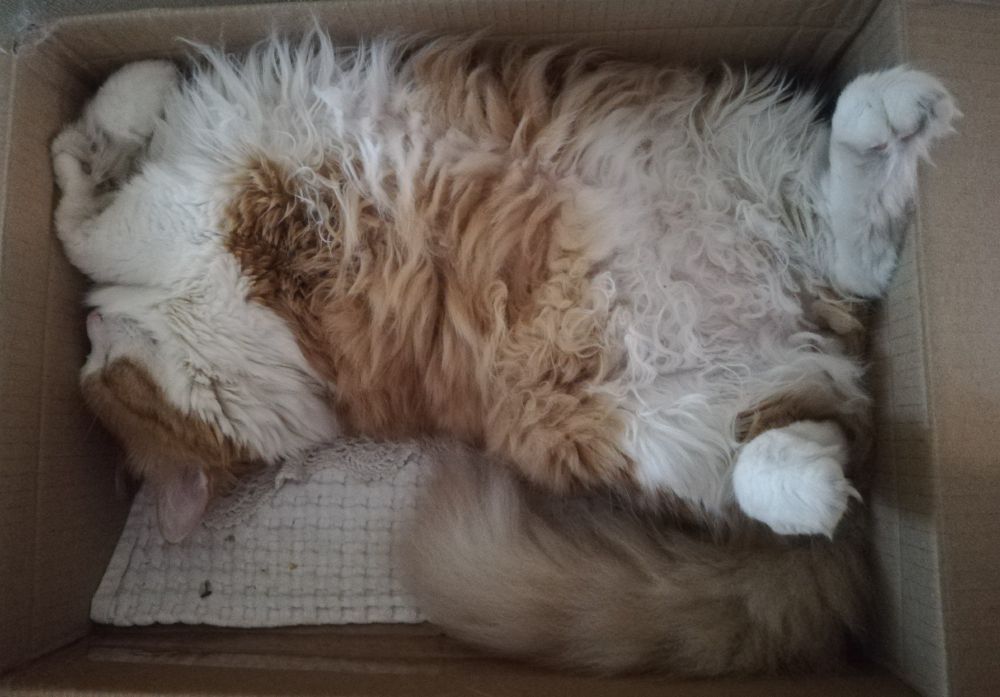 Sehr flauschige Katze auf dem Rücken liegend in einem Karton