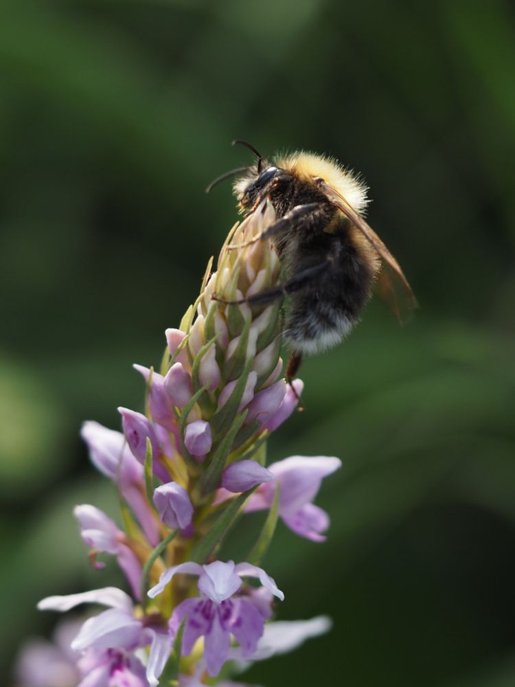 Bumblebee visiting a Common Spotted Orchid (Dactylorhiza fuchsii), St Brides Major, 02/06/2025