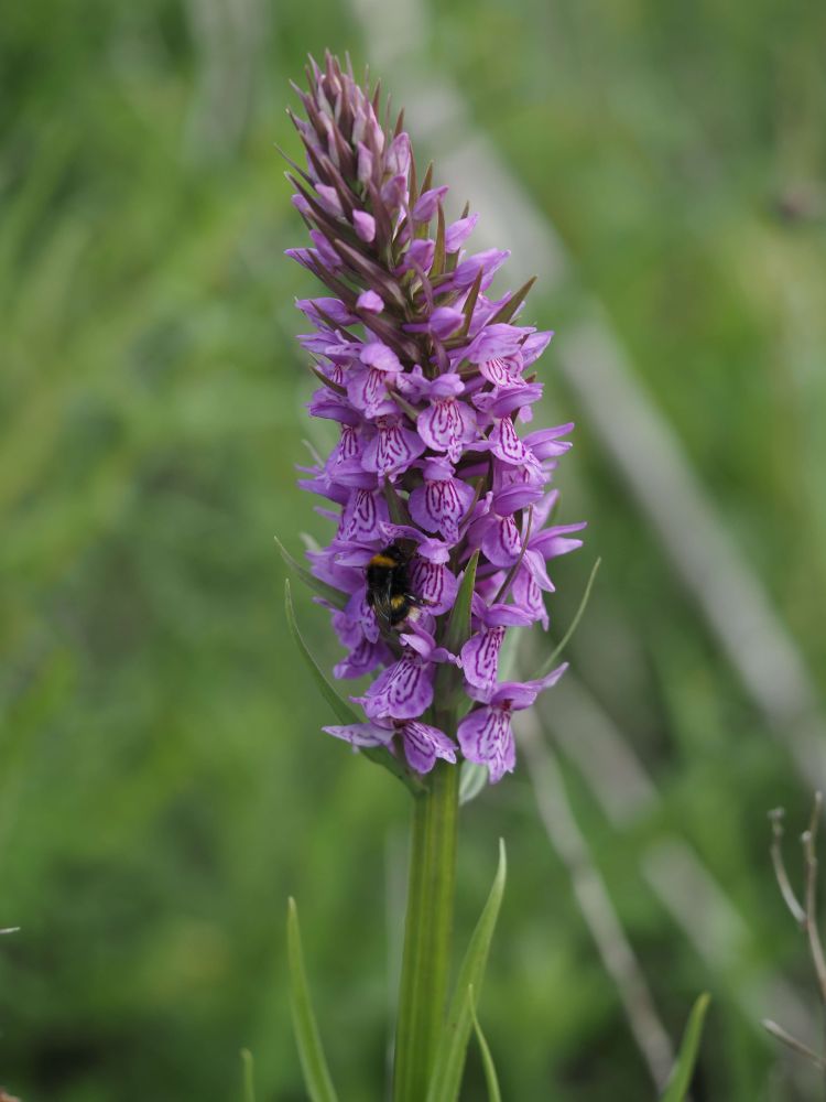 Bumblebee on a hybrid between Southern Marsh and Common Spotted Orchid