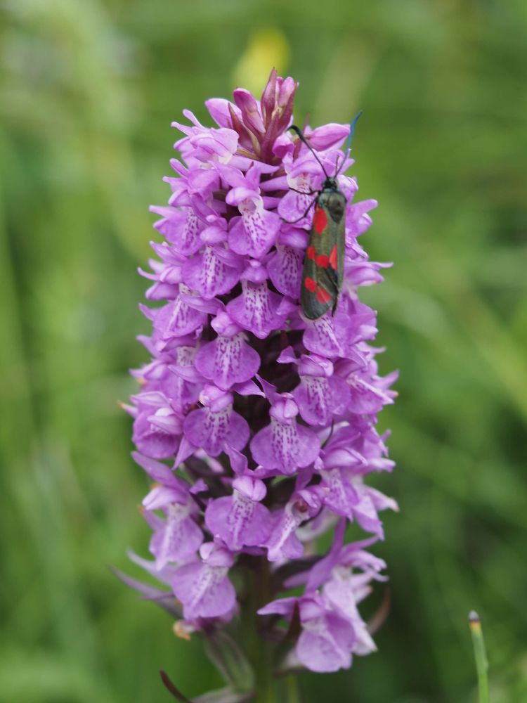 Burnet Moth on Southern Marsh Orchid (Dactylorhiza praetermissa)
