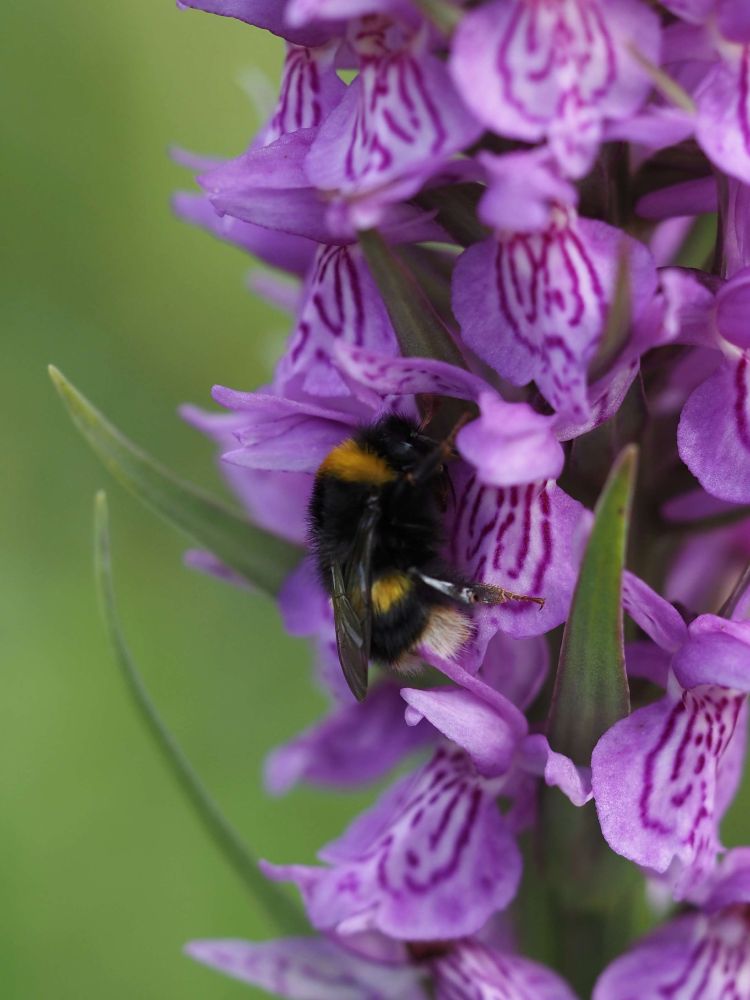 Bumblebee on a hybrid between Southern Marsh and Common Spotted Orchid