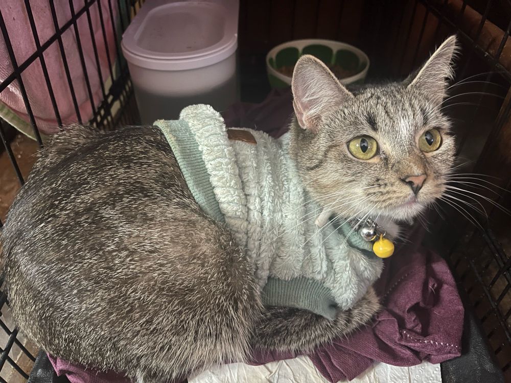 Izzabella my youngest cat 2 years old 