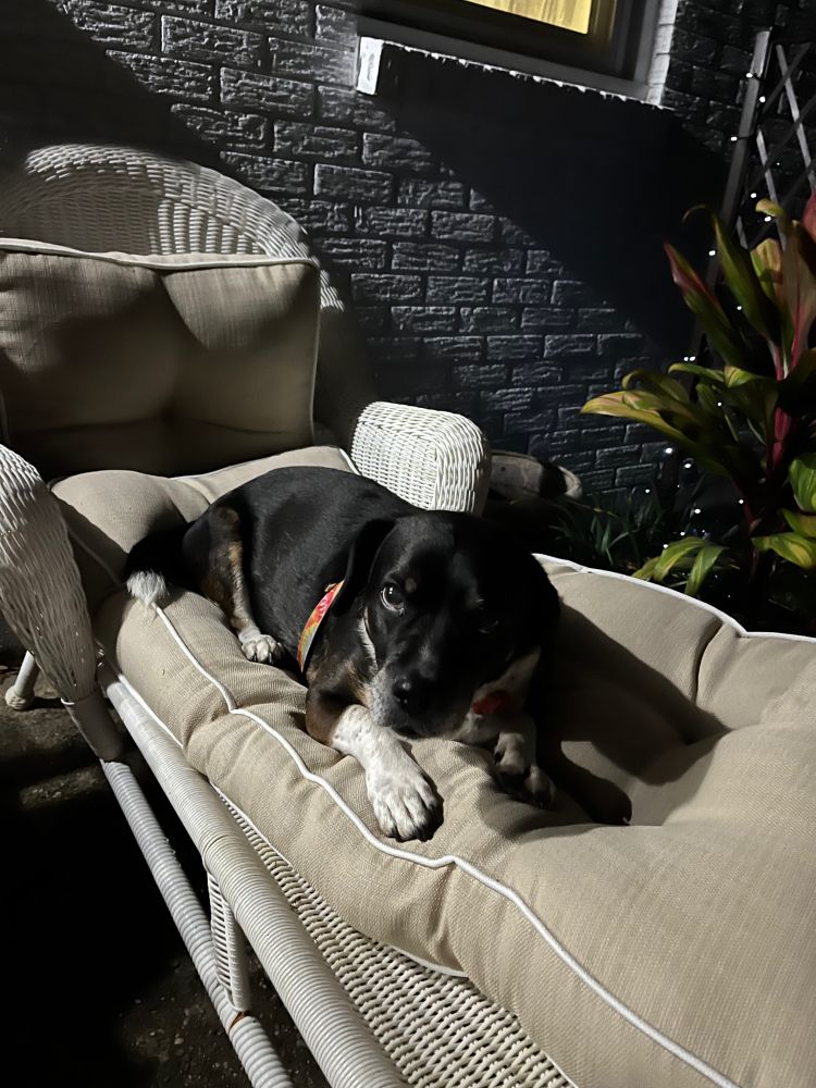 A black dog with white paws lounges on a garden chaise