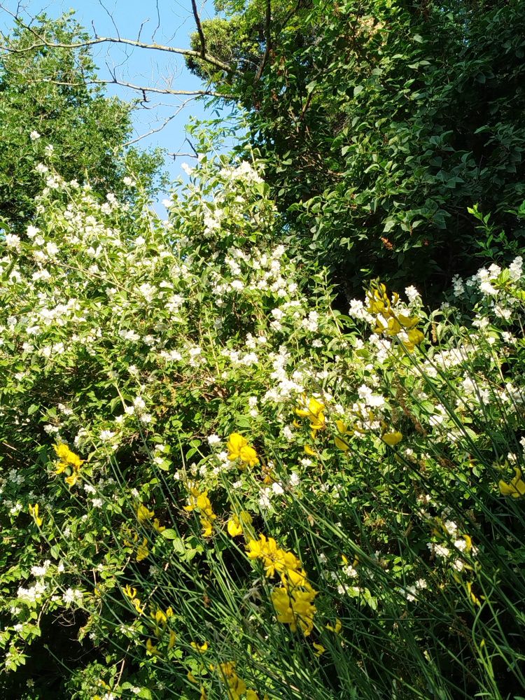 Seringat en fleur et quelques tiges en fleur de genêts d'Espagne.


