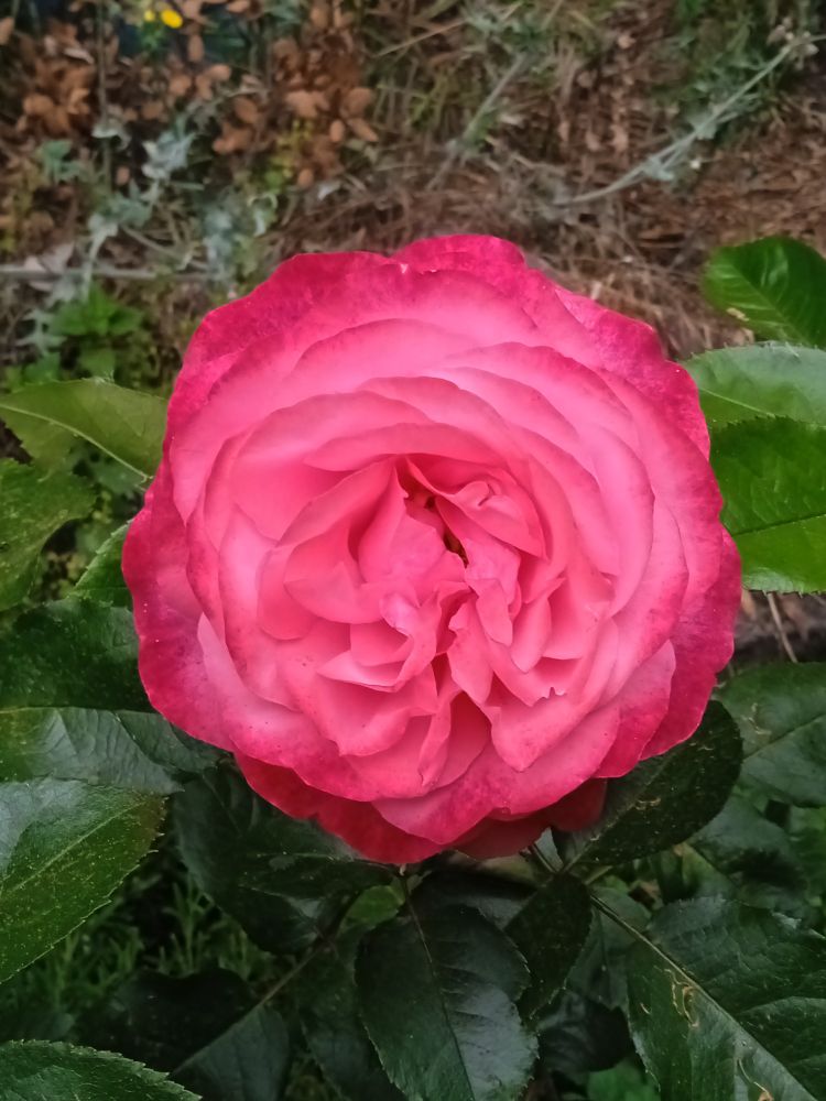 Belle rose du mois de juillet.
