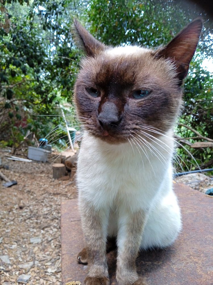 Yom Yom, quelques jours après son arrivée chez moi.