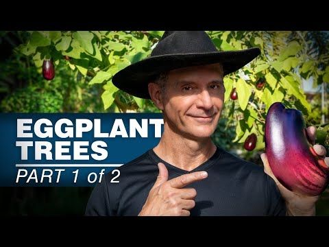 This Garden Hack Made My Eggplants Grow 10 FEET HIGH!