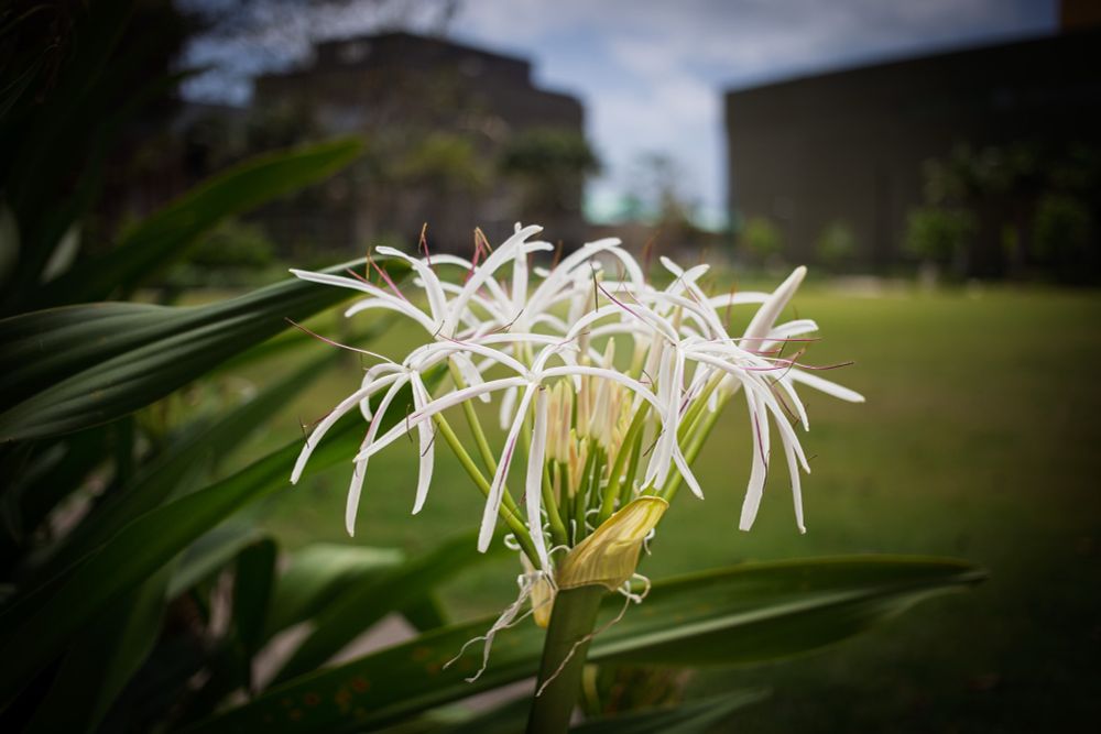 #flowers
#gardens
#spiderlily
#hawaii
#honolulu
#oahu
#kolowalupark
#koolani