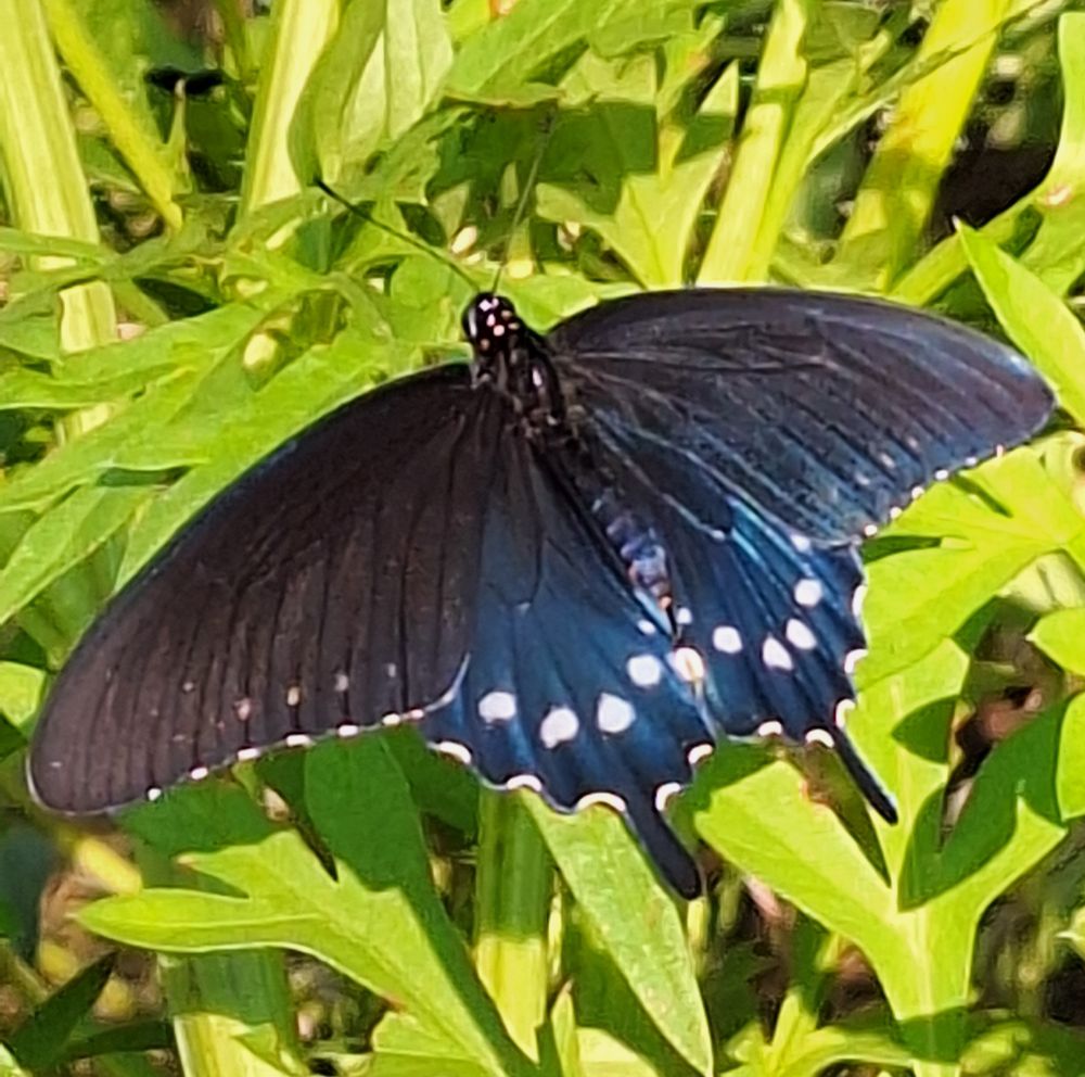 A Pipevine Swallowtail butterfly suns on foliage with his wings outspread. It is a large black butterfly with tails on the lower blue wings and a row of large white dots. The brilliant iridescent blue of the lower wings tells us this likely a male, as females tend to be darker in color.