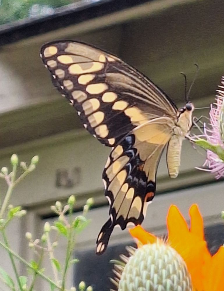 A Giant Swallowtail butterfly perches on the edge of a thistle, seen in profile. The underside of the upper wing is black with rows of pale yellow ovals. The lower wing is mostly pale yellow trimmed with black, with a row of irregular blue crescents edged in black running across the middle, the crescent closest to the yellow body is orange. The tails look like black spoons with yellow spots in the bowls.