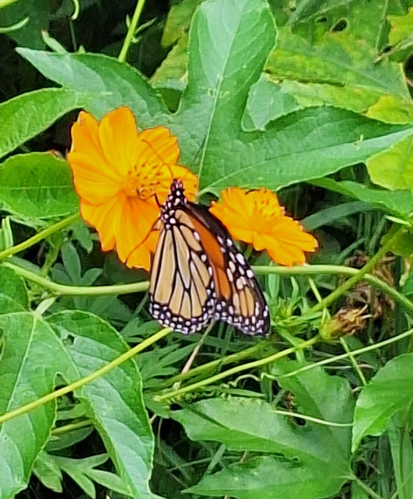 An orange, black, and white Monarch butterfly sits on one of two bright orange cosmos flowers in a sea of green passion vines. Not the best picture, but I always try to post the Monarchs when I see them. Northern Crosstimbers ecoregion,  Oklahoma, August 2025.