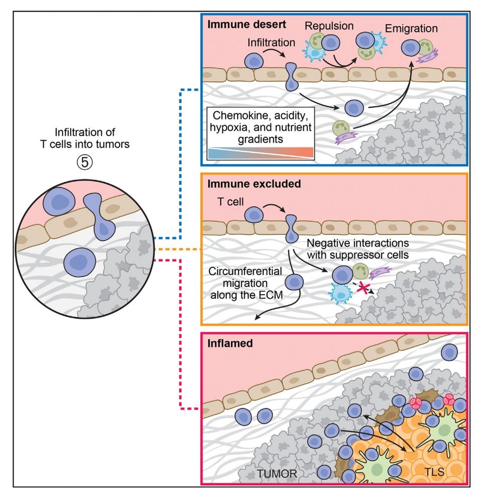Coarse groupings of the patterns seen with tumor microenvironment. In the immune desert, the immune system simply cannot access the tumor at all. In the immune excluded situation, the cells of the immune system can access the tumor, but the tumor has immunosuppressive signals that block effective responses. The inflamed case is ideal for the eradication of tumors, wherein there is a highly active immune response within the tumor, including the formation of tertiary lymphoid structures (TLS). 

Untreated prostate cancer, colon cancer, and melanoma most
often exhibit desert, excluded, and inflamed phenotypes,
respectively.

https://www.cell.com/immunity/pdf/S1074-7613(23)00416-8.pdf