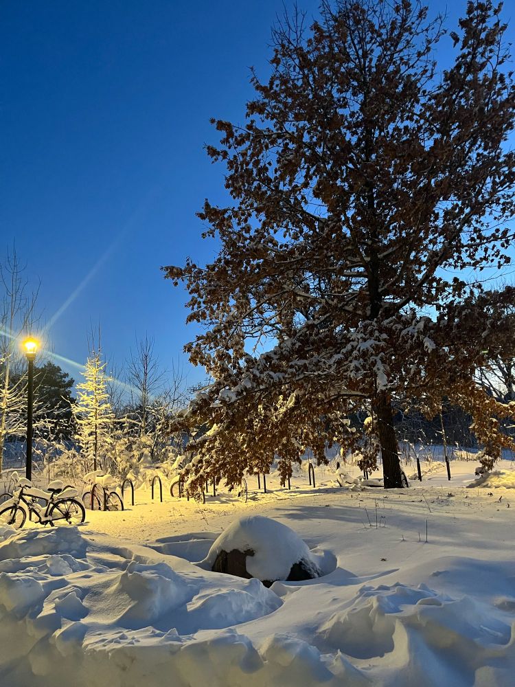 Snow on campus trees