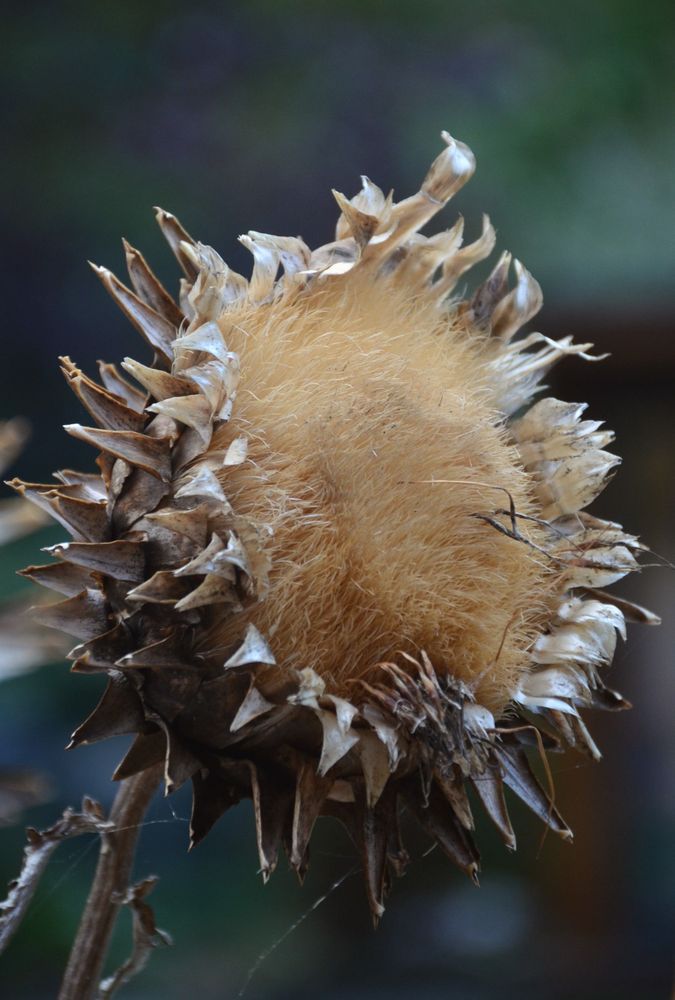 SLR shot... Description by Gemini 2.5 Flash: A close-up, vertical shot of a large, dried Artichoke flower head (Cynara cardunculus). The center is a fluffy, light brown/tan mass of faded bristles, surrounded by layers of stiff, sharp, dried brown bracts (scales). The dark, blurry background makes the texture of the seed head stand out.