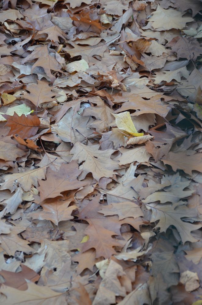 A different variety of oak, with neat and uniformly brown leaves wind-swept into the corner of a football field...

Description by Gemini 2.5 Flash: A top-down, full-frame shot captures a dense layer of dry, fallen leaves on the ground. The leaves are primarily brown and tan oak leaves, with one small yellow leaf near the center, creating a textured carpet on the forest floor.