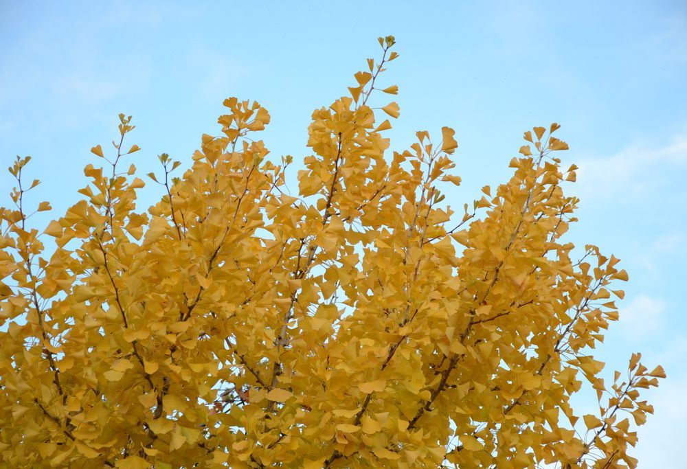 Description by Gemini 2.5 Flash: The dense, fan-shaped leaves of a Ginkgo Biloba tree have all turned a stunning, vibrant golden yellow in the autumn sun. The foliage fills the top of the frame against a softly light-blue sky with faint wisps of white clouds.