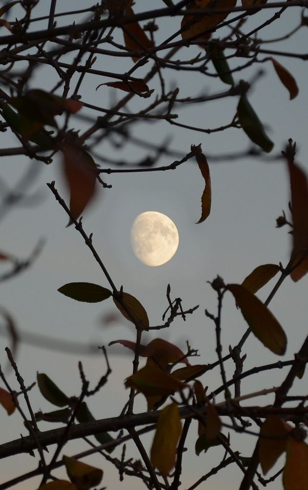 Early November. SLR composite... Description by Gemini 2.5 Pro: A vertical, close-up photograph of a pale, glowing moon seen through a web of dark, silhouetted branches. A few sparse autumn leaves, mostly brown and green, are visible on the thin, tangled twigs against a hazy, pale grey-blue twilight sky.