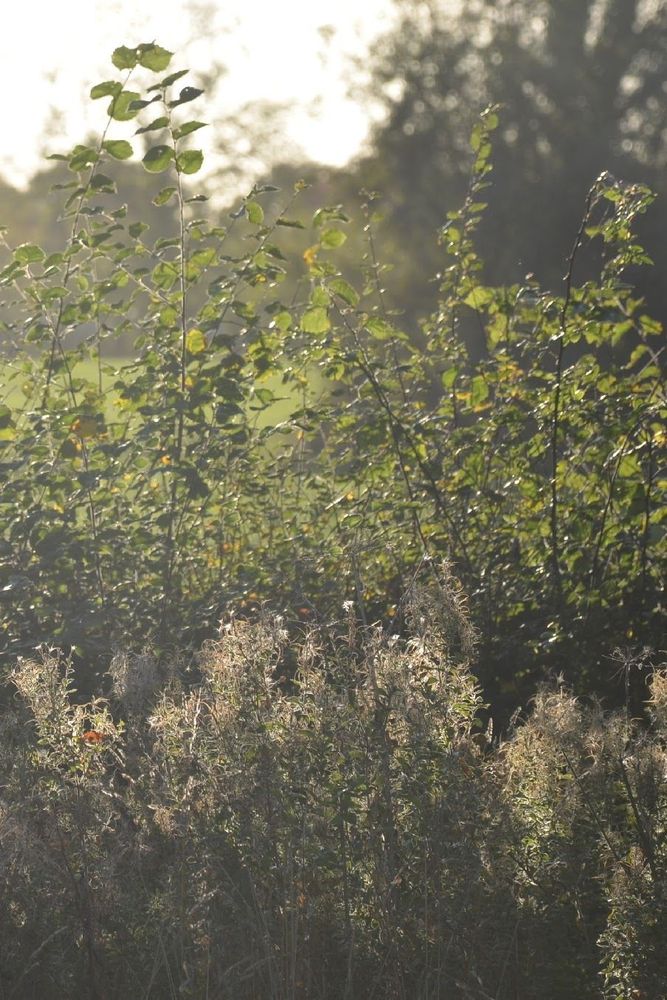 Description by Gemini 2.5 Flash: A close-up, backlit photo of wild vegetation. In the foreground, white, fluffy seed heads, possibly from Rosebay Willowherb, glow in the sun. Behind them, taller green leafy stems are brightly illuminated, creating a soft, hazy effect.