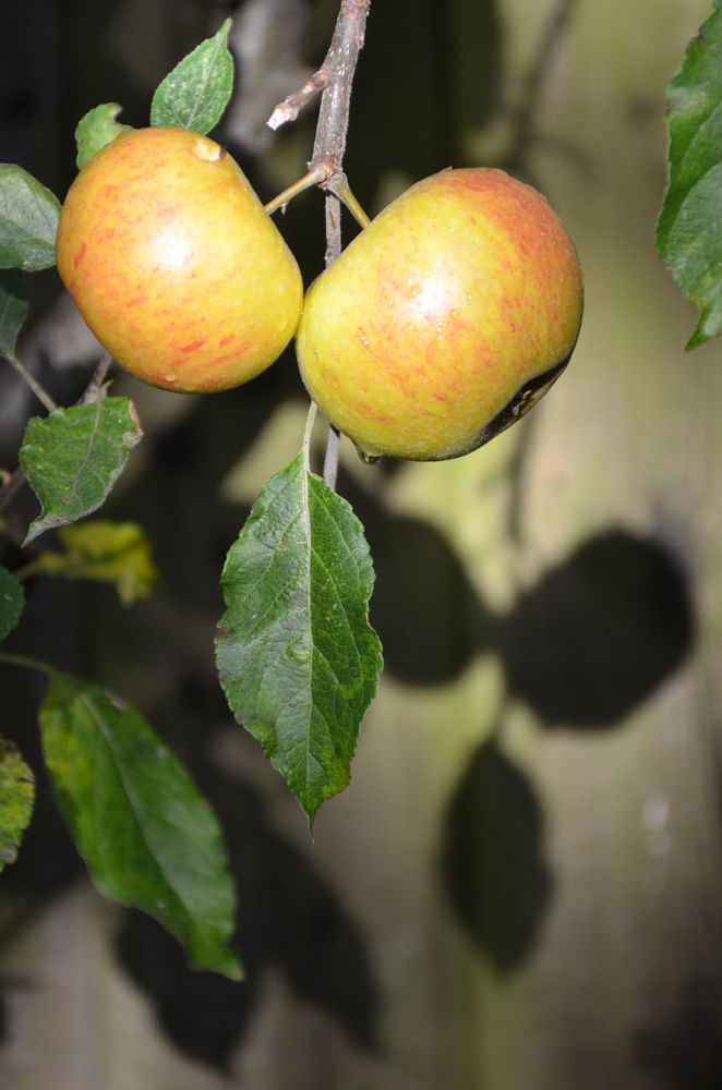 SLR shot. Out back garden this week... Description by Gemini 2.5 Flash: A close-up of two small, smooth apples growing on a branch. They are a mix of yellow-green with a pronounced blush of pinkish-red stripes. A single green leaf hangs directly below them, and the background is a dark, soft blur with the distinct, large shadows of leaves cast against a light-colored surface.