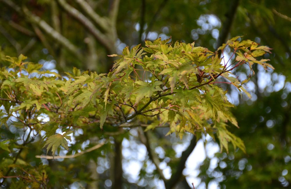 Description by Gemini 2.5 Flash: A close-up, focused shot on the delicate, pointed, green-yellow leaves of a branch from a Japanese Maple (Acer palmatum). The background is a soft, bokeh blur of darker green leaves and bright, circular patches of light.