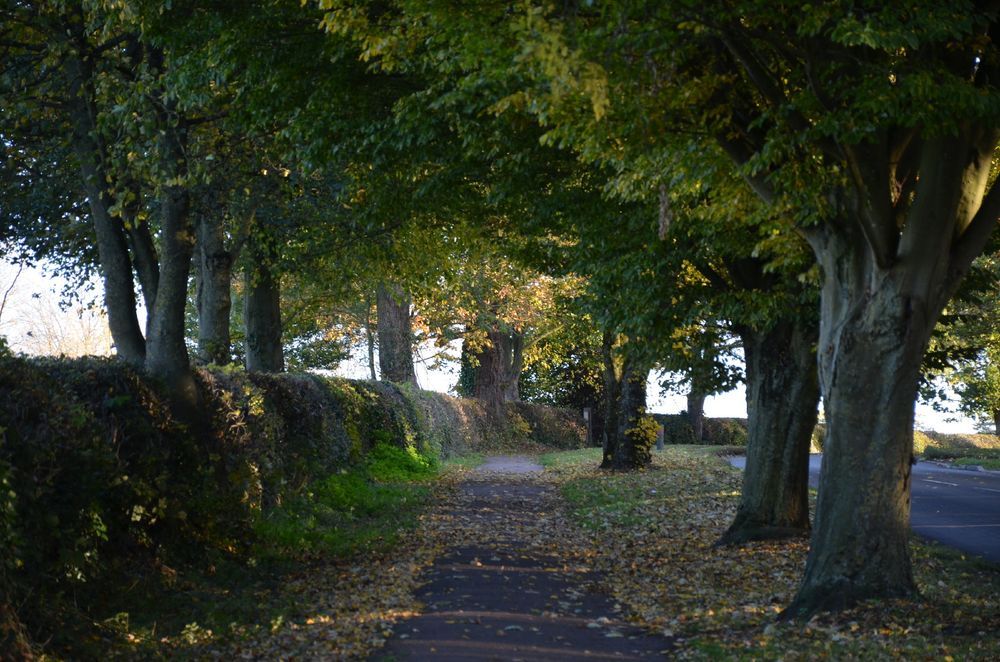 Description by Gemini 2.5 Flash: A paved footpath covered in fallen yellow and brown autumn leaves. The path leads through a tunnel of large, mature trees, whose leafy green-and-gold canopy filters the sunlight, creating a dappled light effect.