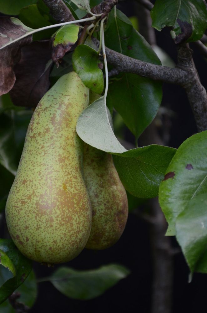 SLR shot. Early September... Description by Gemini 2.5 Flash: A close-up of two large, elongated pears hanging from a branch among dark green and brown leaves. The pears are a mottled yellowish-green with russet brown speckling, typical of a variety like Conference or Bosc. The pears are sharply in focus against a dark, indistinct background.