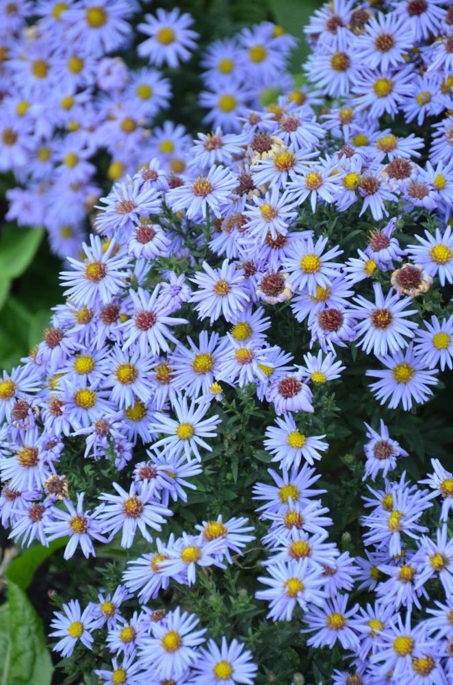These looked way more purple in person, oddly... Description by Gemini 2.5 Pro: A vibrant, full-frame close-up of a dense cluster of purple-blue Michaelmas daisies, also known as Asters. Each small, daisy-like flower has many delicate petals surrounding a bright yellow center, with a few centers turning a darker brown.