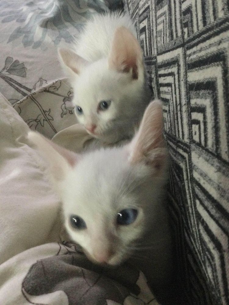 two white kittens, both sitting on a pillow. both of them looking slightly to the left. picture is slightly blurry.