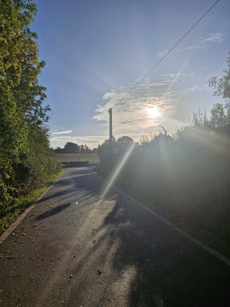 Sun shining over a road lined with trees. 