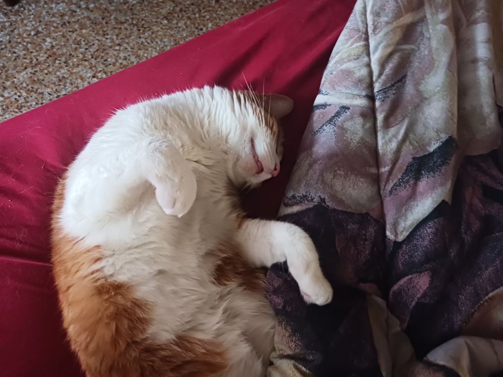 An orange and white cat laying sprawled on a bed